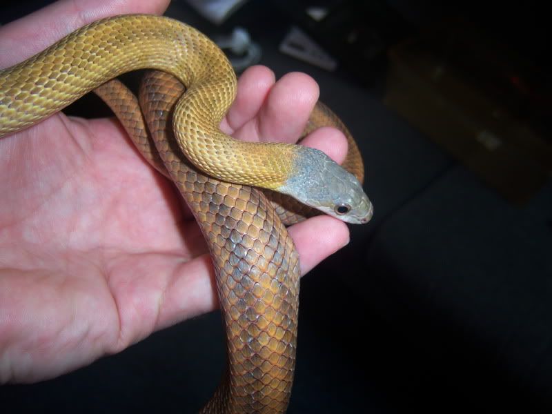Mexican Bairds Rat snake. Reptile Forums